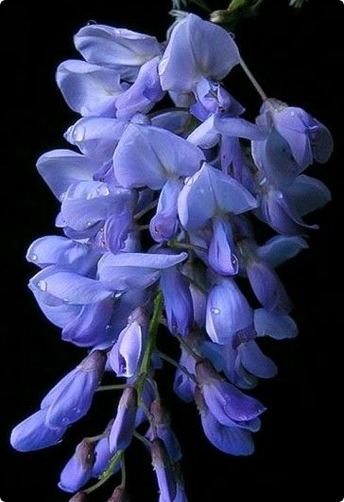 Hanging blue-purple wisteria blossoms on black