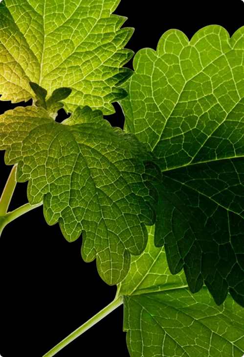 Bright green lemon balm leaves backlit on black