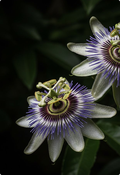A purple and white passionflower bloom on dark foliage