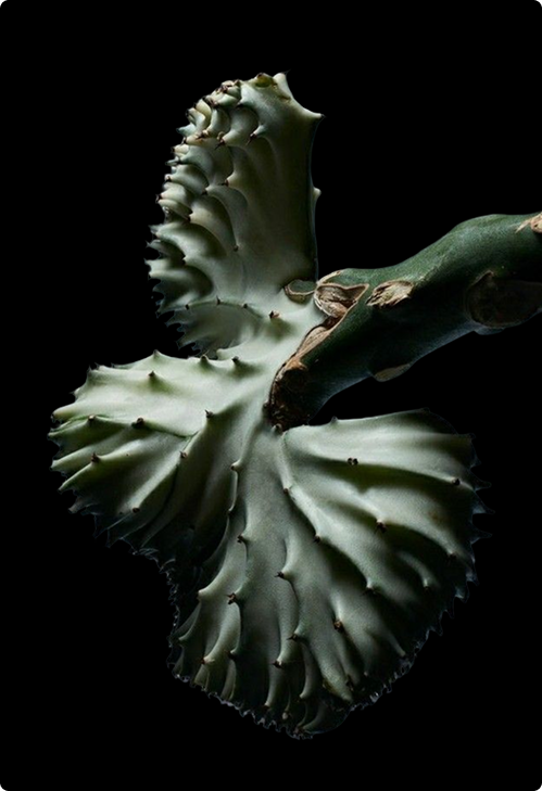 A fanned, spiny prickly pear cactus on black