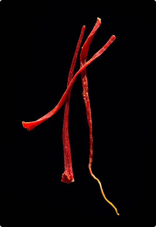 Long red saffron threads photographed on a black background